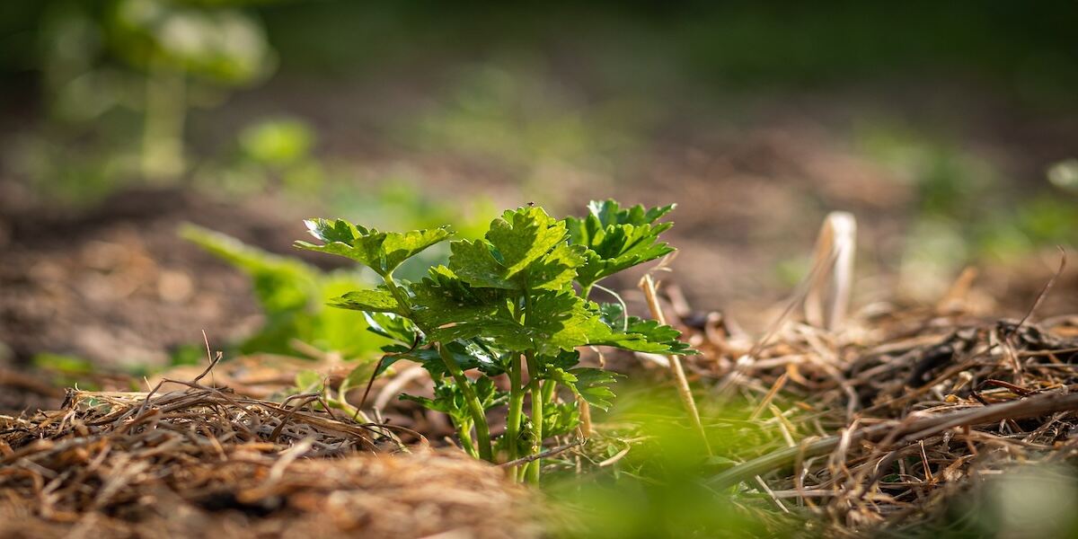 Mulch Calculator: How Much Mulch Do I Need for My Garden?