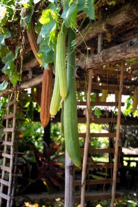 green-climbing-plant-near-brown-wooden-fence-4078078-200x300.jpg