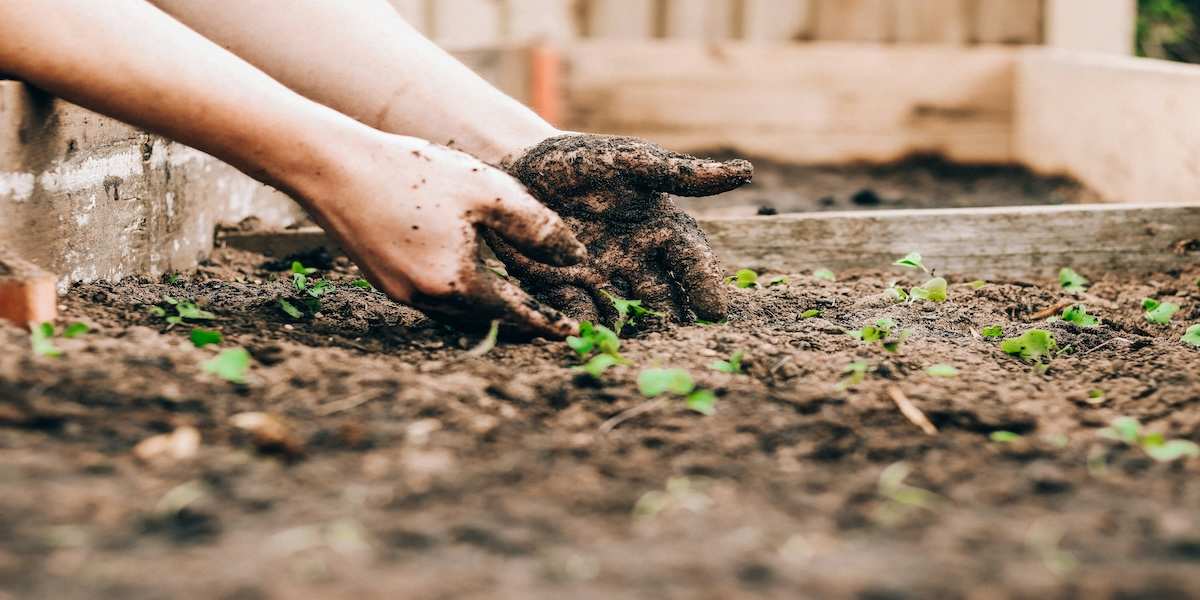 How to Remove Weeds Permanently in Your Garden