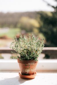 potted-plant-on-windowsill-in-daylight-4210375-200x300.jpg