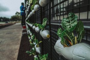 selective-focus-photography-of-green-leafed-plant-2505705-300x200 (1).jpg