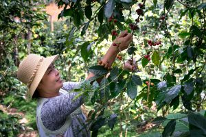 woman-harvesting-coffee-beans-2166297-300x200.jpg